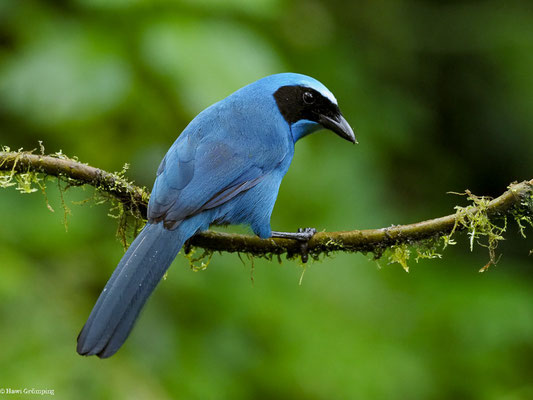 TÜRKISHÄHER, TURQUOISE JAY - CYANOLYCA TURCOSA