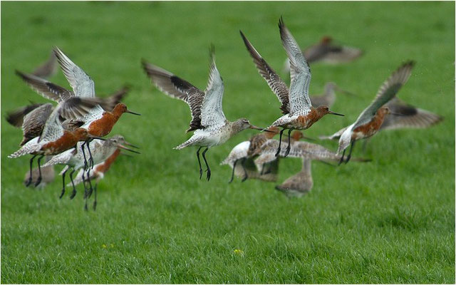 PFUHLSCHNEPFE, BAR-TAILED GODWIT, LIMOSA LAPPONICA