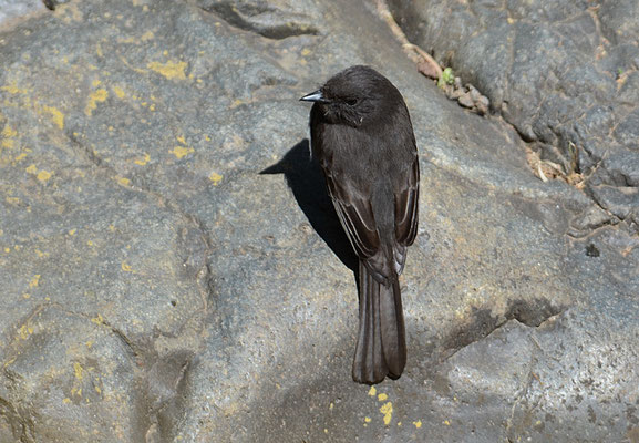 SCHWARZKOPF-PHOEBETYRANN, BLACK PHOEBE, SAYORNIS NIGRICANS