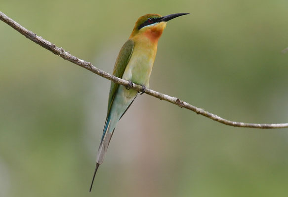 BLAUSCHWANZSMARAGDSPINT, BLUE-TAILED BEE-EATER, MEROPS PHILIPPINIS
