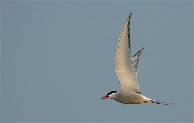 KÜSTENSEESCHWALBE, ARCTIC TERN, STERNA PARADISAEA