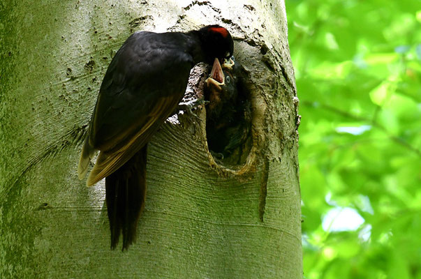 SCHWARZSPECHT,  BLACK WOODPECKER, DRYOCOPUS MARTIUS