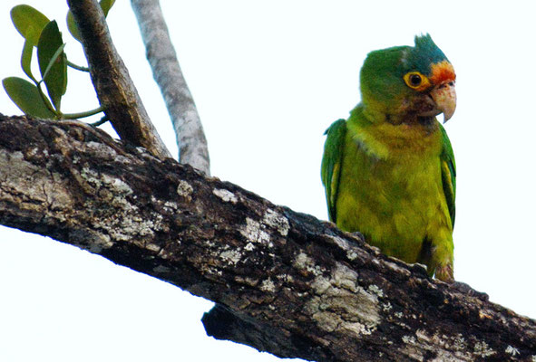 ELFENBEINSITTICH, ORANGE-FRONTED PARAKEET, ARATINGA CANICULARIS