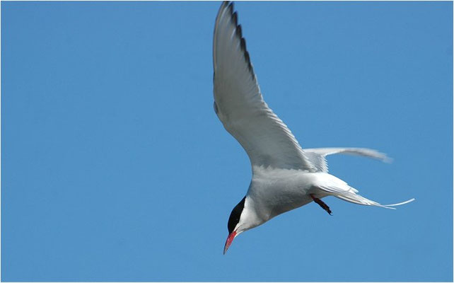 KÜSTENSEESCHWALBE, ARCTIC TERN, STERNA PARADISAEA