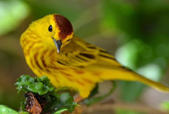 GOLDWALDSÄNGER, YELLOW WARBLER, DENDROICA PETECHIS RUFOPILEATA