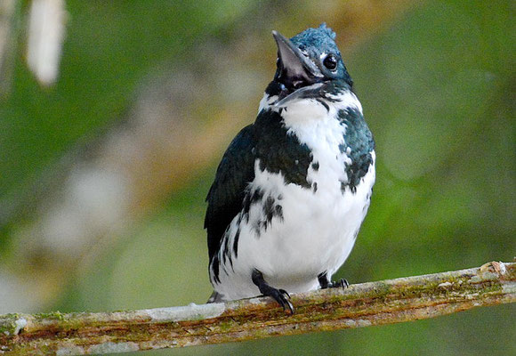 AMAZONASFISCHER, AMAZON KINGFISHER, CHLOROCERYLE AMAZONA