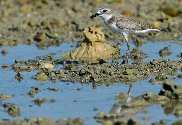 WÜSTENREGENPFEIFER, GREATER SAND PLOVER, CHARADRIUS LESCHENAULTII