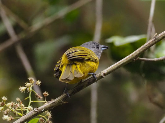 TRAUERTANGARE, WHITE-SHOULDERED TANAGER - TACHYPHONUS LUCTUOSUS