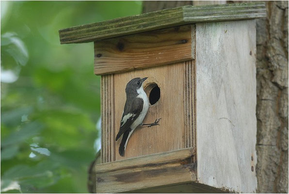 TRAUERSCHNÄPPER, PIED FLYCATCHER, FICEDULA HYPOLEUCA