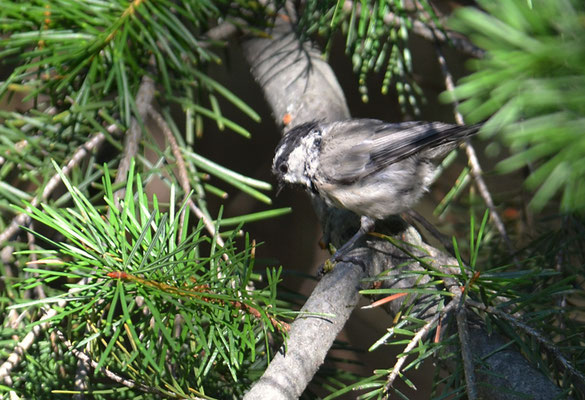 GAMBELMEISE, MOUNTAIN CHICKADEE, POECILE GAMBELI