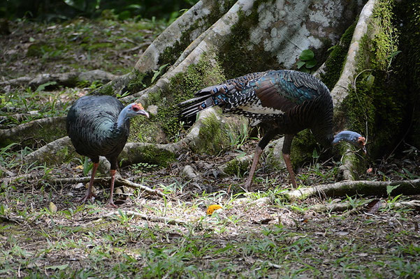 PFAUENTRUTHUHN, OCELLATED TURKEY, MELEAGRIS OCELLATA