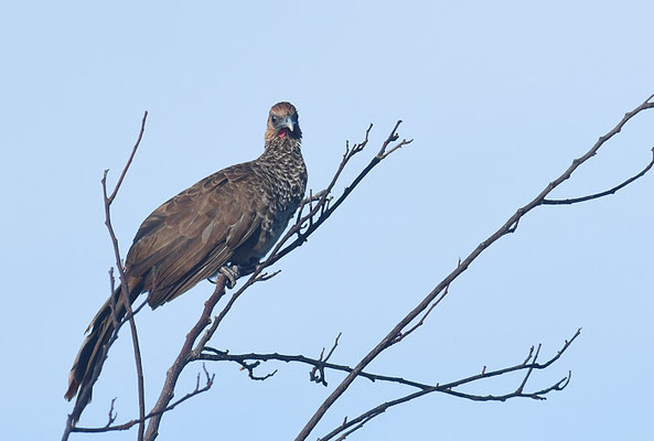 WEISSBAUCHGUAN, WHITE-BELLIED CHACHALACA, ORTALIS ARAUCUAN