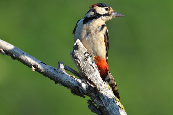BUNTSPECHT, GREAT SPOTTED WOODPECKER, DENDROCOPOS MAJOR