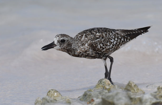 KIEBITZREGENPFEIFER, BLACK-BELLIED PLOVER, PLUVIALIS SQUATAROLA