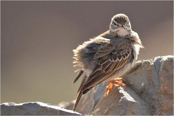 KANARENPIEPER, BERTHELOT´S PIPIT, ANTHUS BERTHELOTII