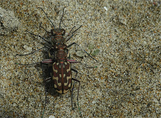 Cicendela maritima, eine weitere ähnliche Art der Küsten