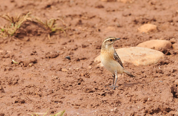 BRAUNKEHLCHEN, WHINCHAT, SAXICOLA RUBETRA
