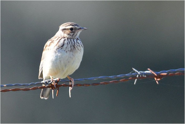 HEIDELERCHE, WOODLARK, LULLULA ARBOREA