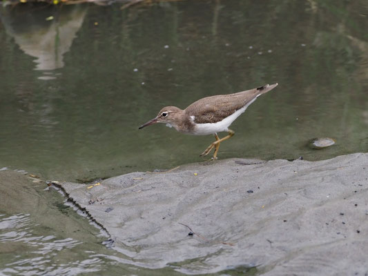 DROSSELUFERLÄUFER, SPOTTED SANDPIPER - ACTITIS MACULARIA