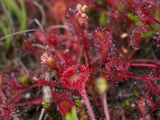 Rundblättriger Sonnentau (Drosera rotundifolia)