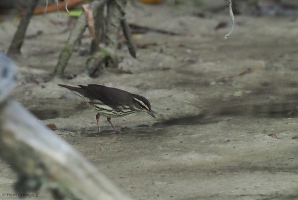 STELZENWALDSÄNGER, LOUISIANA WATERTRUSH, SEIURUS MOTACILLA