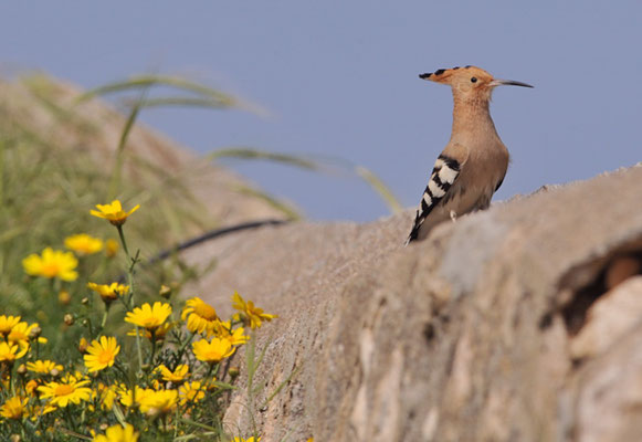 WIEDEHOPF, HOOPOE, UPUPA EPOPS