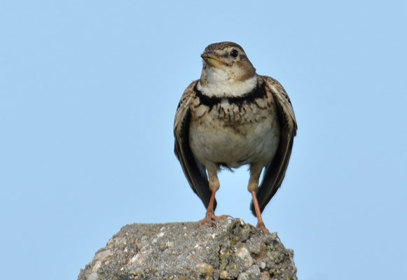 KALANDERLERCHE, CALANDRA LARK, MELANOCORYPHA CALANDRA