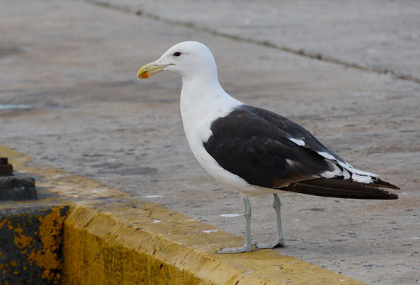 DOMINIKANERMÖWE, KELP GULL, LARUS DOMINICANUS