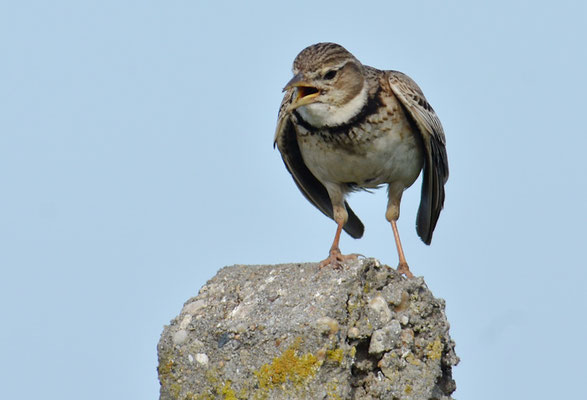 KALANDERLERCHE, CALANDRA LARK, MELANOCORYPHA CALANDRA