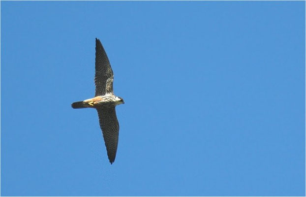 BAUMFALKE, HOBBY, FALCO SUBBUTEO