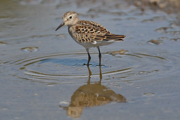 WIESENSTRANDLÄUFER, LEAST SANDPIPER, CALIDRIS MINUTILLA