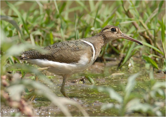 GOLDSCHNEPFE, GREATER PAINTED-SNIPE, ROSTRATULA BENGHALENSIS