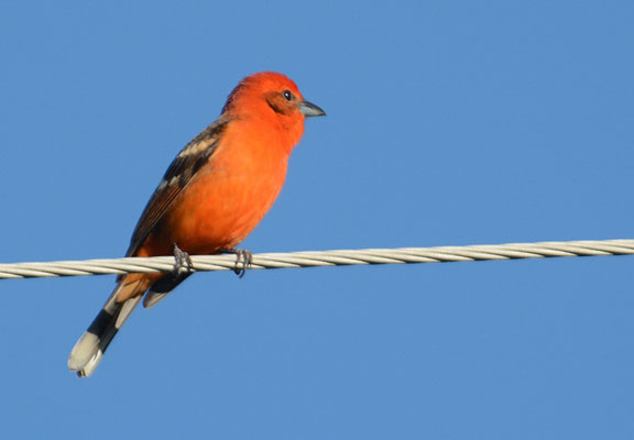 BLUTTANGARE, FLAME-COLORED TANAGER, PIRANGA BIDENTATA