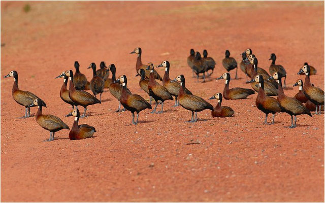 WITWENPFEIFENTE, WHITE-FACED WHISTLING DUCK, DENDROCYGNA VIDUATA