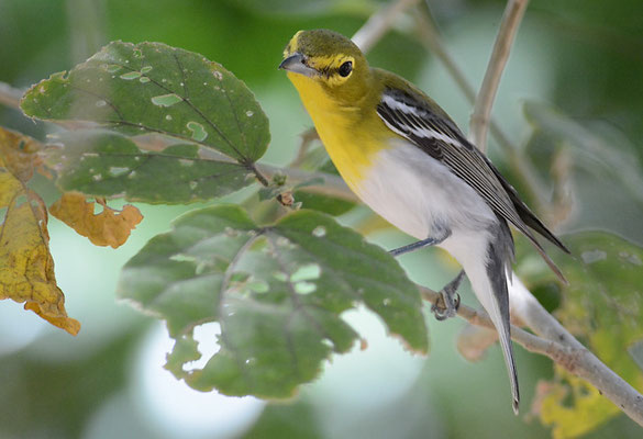 GELBKEHLVIREO, YELLOW-THROATED VIREO, VIREO FLAVIFRONS