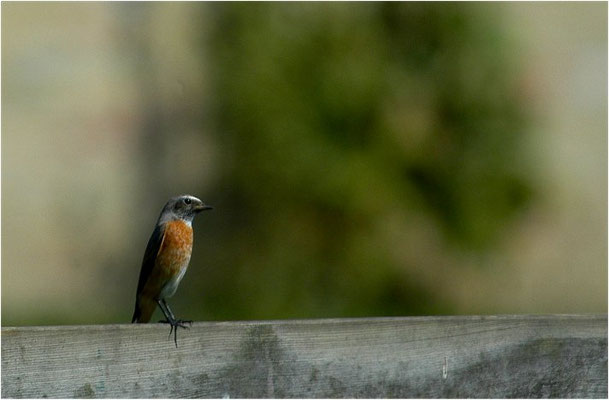 GARTENROTSCHWANZ, COMMON REDSTART, PHOENICURUS PHOENICURUS