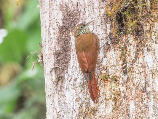 Bergwald-Baumsteiger, Montane Woodcreeper - Lepidocolaptes lacrymiger