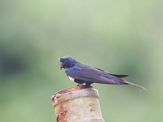 Weißbandschwalbe- White-banded Swallow - Atticora fasciata