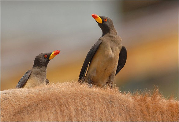 MADENHACKER, YELLOW-BILLED OXPECKER, BUPHAGUS AFRICANUS