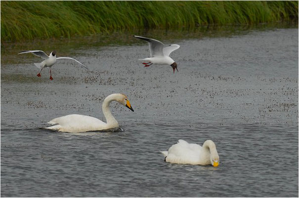 SINGSCHWAN, WHOOPER SWAN, CYGNUS CYGNUS