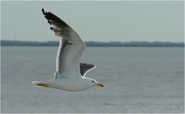 HERINGSMÖWE, LESSER BLACK-BACKED GULL, LARUS FUSCUS