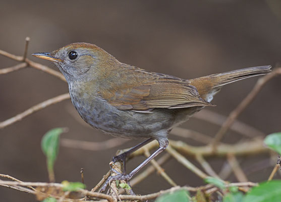 BERGMUSENDROSSEL, RUDDY-CAPPED NIGHTINGALE-TRUSH, CATHARUS FRANTZII
