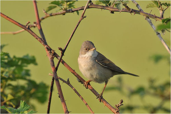 DORNGRASMÜCKE, WHITETHROAT, SYLVIA COMMUNIS