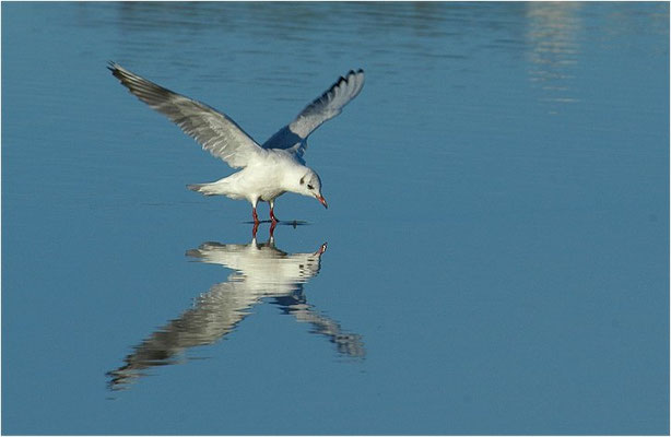 LACHMÖWE, BLACK-HEADED GULL, CHROICOCEPHALUS RIDIBUNDUS