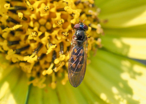 MATTE SCHWARZKOPFSCHWEBFLIEGE, MELANOSTOMA SCALARE