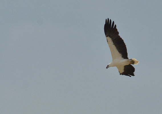 WEISSBAUCHSEEADLER, WHITE-BELLIED SEA EAGLE, HALIAEETUS LEUCOGASTER