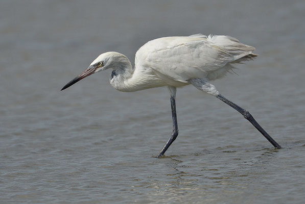 RÖTELREIHER, REDDISH EGRET, EGRETTA RUFESCENS