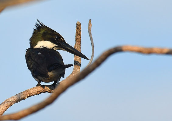 Amazonasfischer, Amazon kingfisher, Chloroceryle amazona