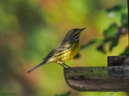 ROSTSCHEITEL-WALDSÄNGER, PRAIRIE WARBLER, DENDROICA DISCOLOR