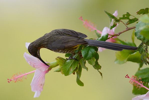 KAPHONIGFRESSER, CAPE SUGARBIRD, PROMEROPS CAFER
